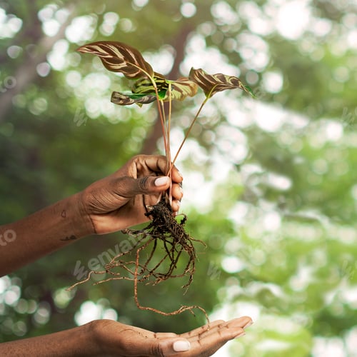 Preview: Hand holding a peacock plant