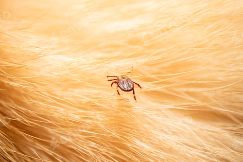 Preview: Ticks on dog hair. Ticks sucking dog blood. Dangerous insect mite, encephalitis, lyme