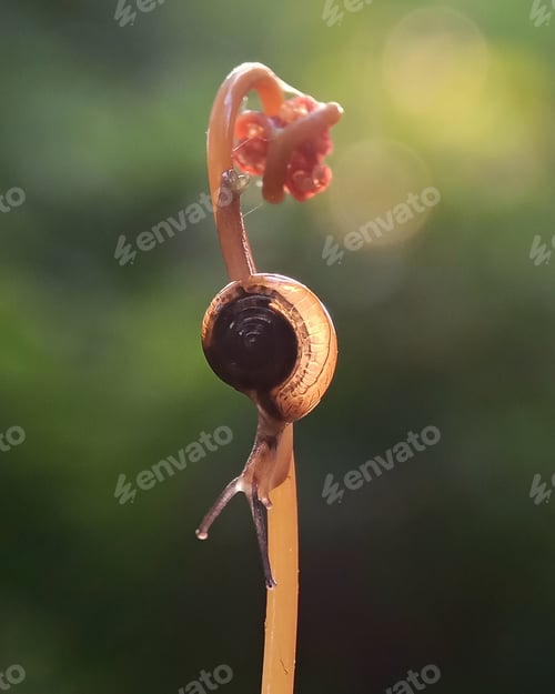 Preview: Little snail