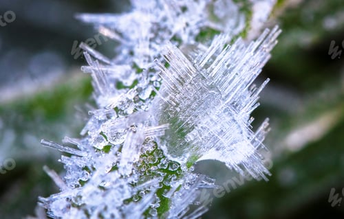 Preview: Ice Crystals on a Leaf in New Zealand