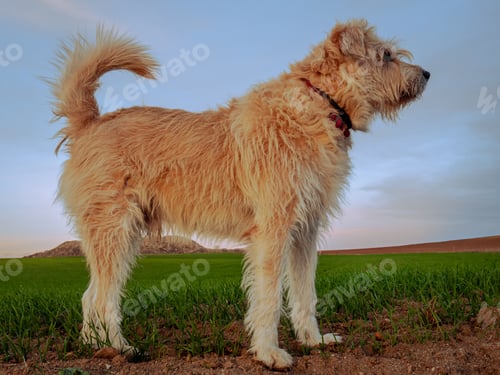 Preview: Closeup shot of a cute shepherd dog standing in the wheat field in the evening