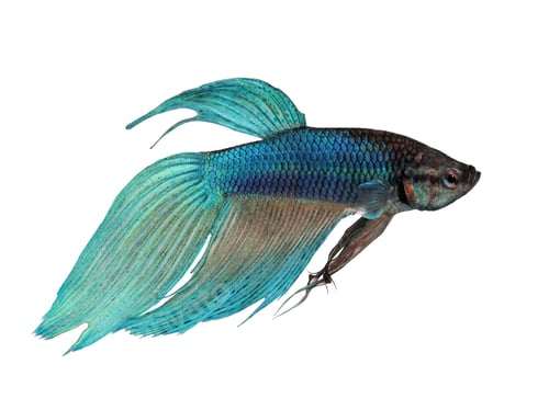 Preview: blue Siamese fighting fish - Betta Splendens
