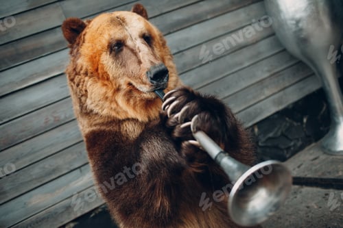 Preview: Brown Bear plays trumpet.