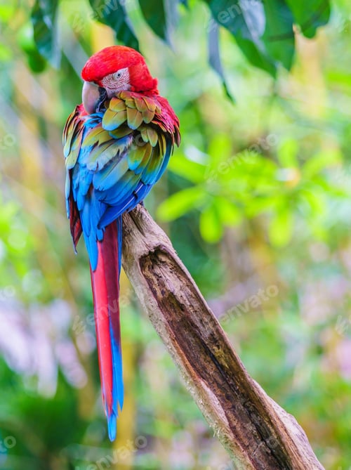 Preview: bird, parrot, Scarlet, Macaw