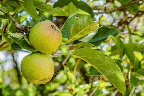 Preview: Apples still on the green tree