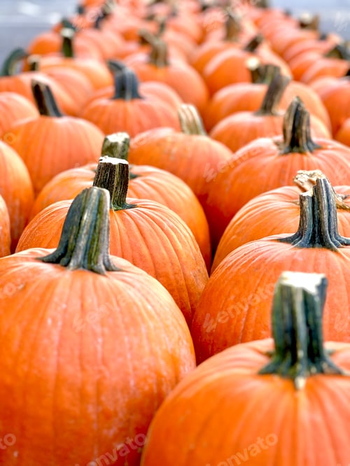 Preview: Pumpkin patch.