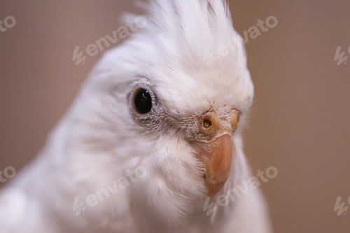 Preview: White cockatiel head close-up