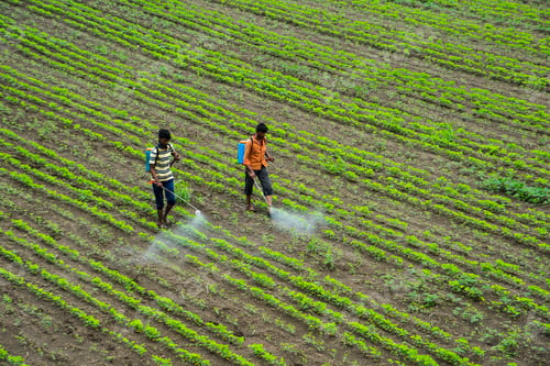 Preview: Indian farmer spraying pesticide in soybean fields.