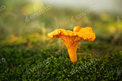 Preview: Chanterelle mushroom in a forest. Edible mushroom.