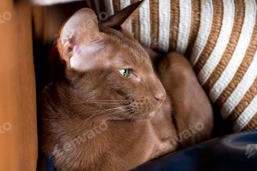 Preview: Satisfied oriental breed cat close-up. A cat with beautiful green eyes.