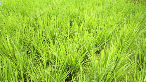 Preview: rice field