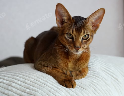 Preview: An Abyssinian cat lying on a white soft pillow on a sofa and looking straight to the camera