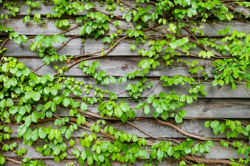 Preview: Green leaves on the old wooden wall