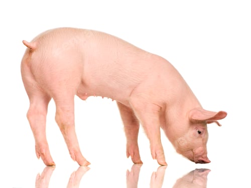 Preview: pig