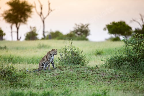 Preview: A young leopard, Panthera pardus, sits on a mound in a clearing during sunset.