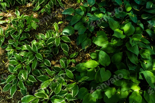 Preview: Green leaves background. Abstract shapes of nature