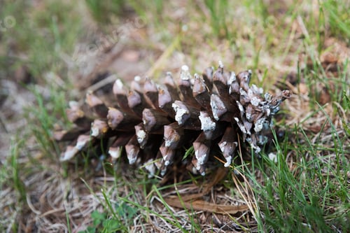 Preview: Fir Cone On A Grass
