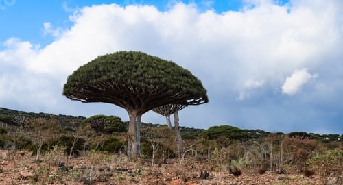 Preview: Exploring the unique dragon tree landscape of Socotra Island under a dramatic sky