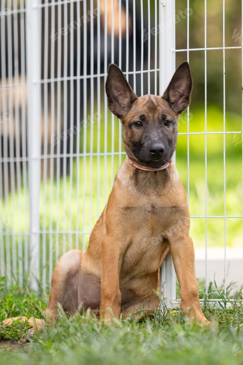 Preview: Young Belgian Malinois Puppy Near Secure Fencing Area
