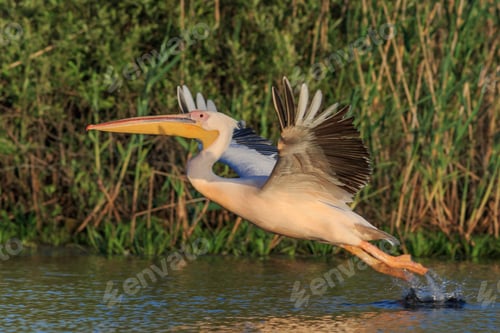 Preview: white pelican in Danube Delta, Romania