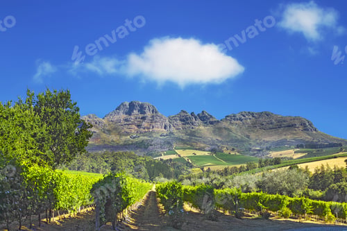 Preview: Photo from wineyards of the Stellenbosch district , Western Cape Province, South Africa.