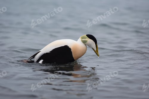 Preview: Barnacle Goose, Branta Leucopsis on Jokulsarlon Glacial Lagoon in Iceland