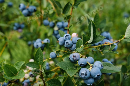 Preview: Fresh blueberries growing on bushes in a vibrant field during late summer harvest season