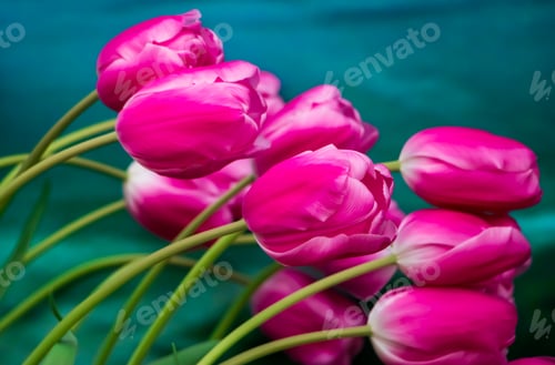 Preview: Happy springtime. Tulip festival in city garden. Colorful flowers.