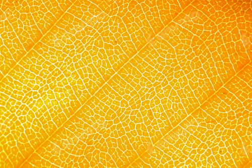 Preview: Macro photo of microscopic organic autumn foliage. yellow leaf texture background