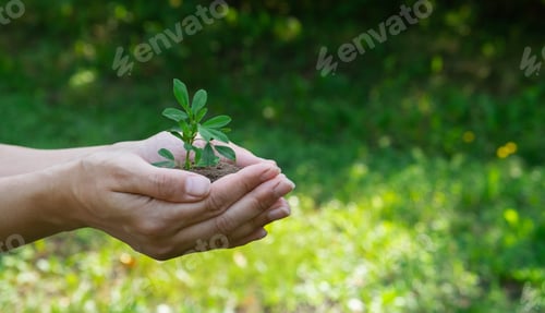 Preview: A plant in hands on a green background. Ecology and gardening concept. Nature background
