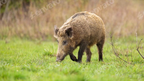 Preview: Adult wild boar sniffing the ground in autumn nature