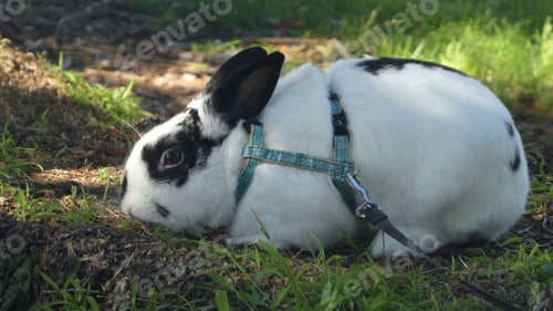 Preview: close up of pet bunny rabbit outdoors in nature