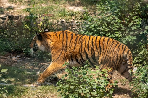 Preview: Bengal Tiger