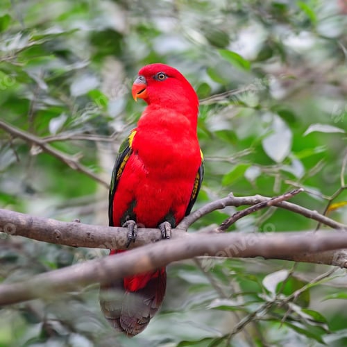 Preview: Red Lorikeet