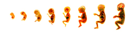 Preview: Maturation of human embryo, cycles of reproduction