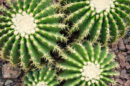 Preview: Group of round cactuses