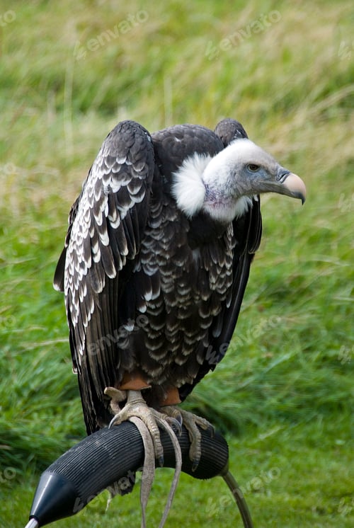 Preview: vulture