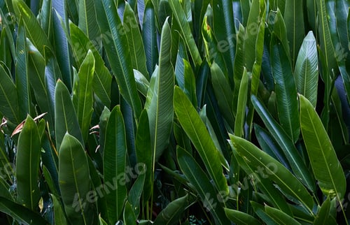 Preview: The green tropical leaves background