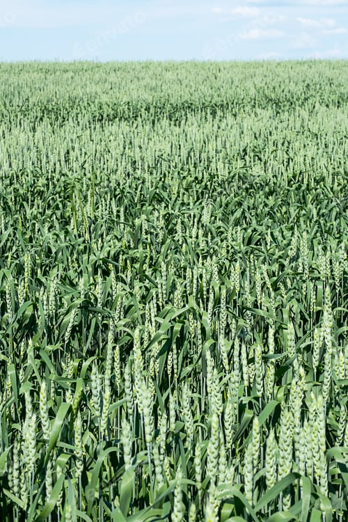 Preview: Wheat Farm Field.