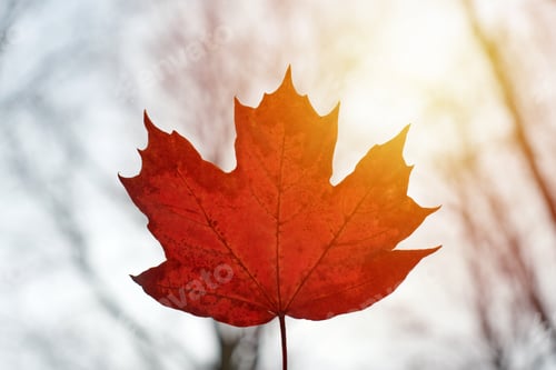 Preview: Red autumn leaf on blue sky background
