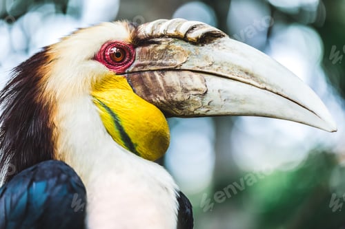 Preview: Male Bar-pouched Wreathed Hornbill portrait close up.