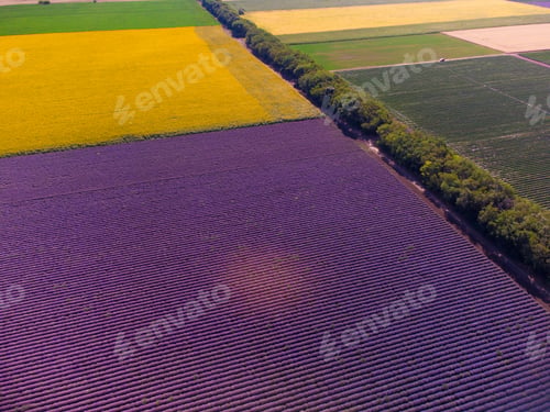 Preview: aerial view of sunflowers with lavender fields at sunset
