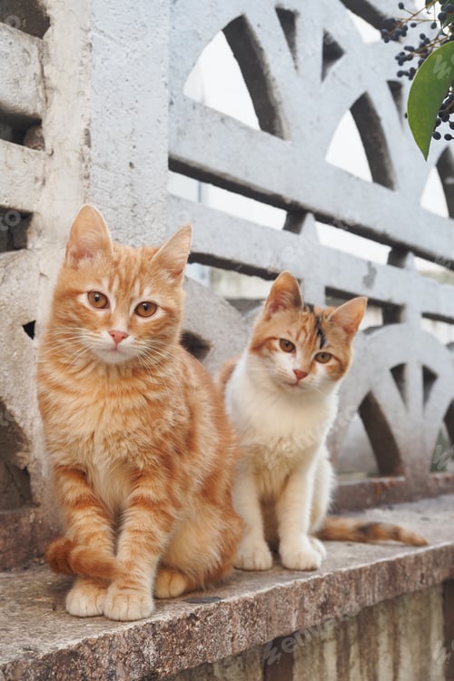 Preview: red cat looking around outdoor ,