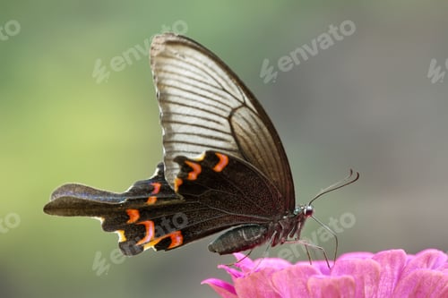 Preview: Beautiful big butterfly in Hongshilin national park