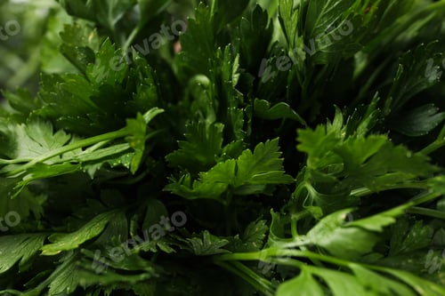 Preview: Fresh parsley on whole background, close up