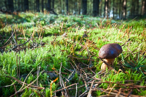 Preview: Mushrooms on mossy field in green forest