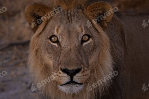 Preview: Majestic Lion in Natural Habitat