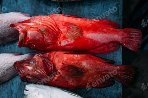 Preview: The market for marine fish. Street market. Sale of fresh fish. Freshly caught fish. Fish shop