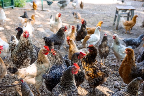 Preview: Poultry yard with domestic hens, roosters, geese. Birds walk on rural organic nature farm and eat