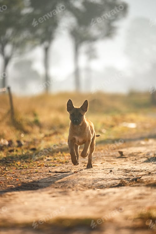 Preview: Dog puppy running outdoor pet companionship bonding emotional support animal joyful freedom